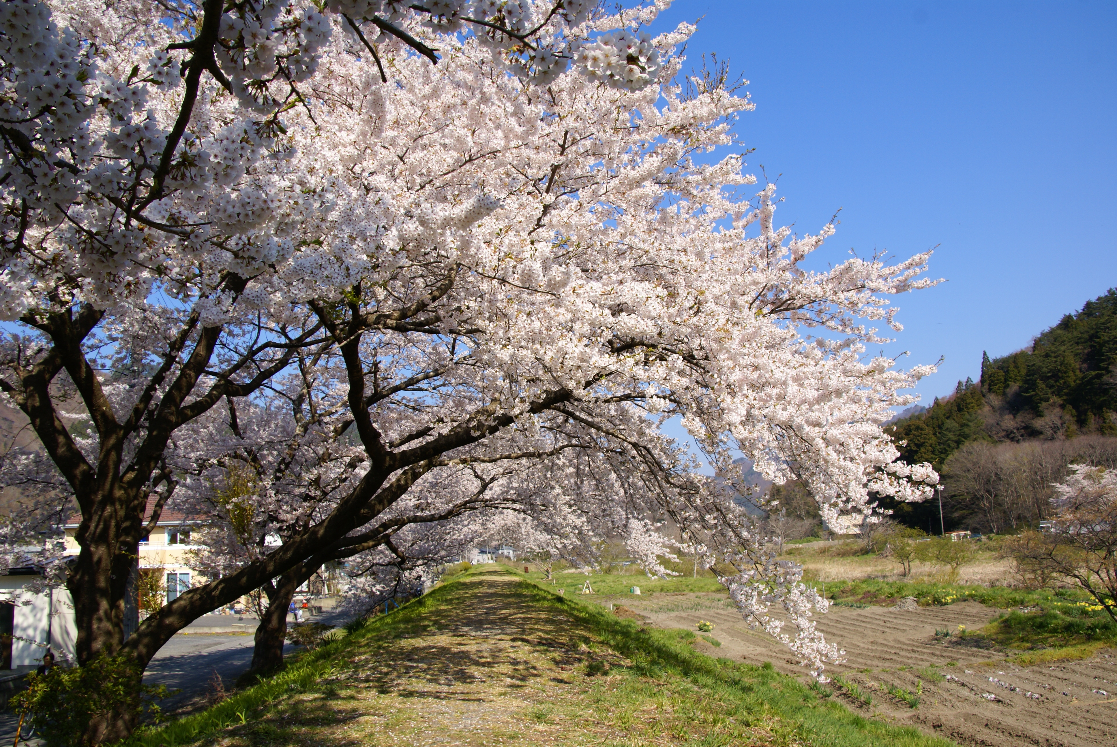 大ヶ口桜