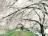 大ヶ口の桜（2016.04）