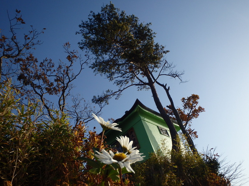 蓬莱島のハマギクと弁天神社