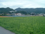 田んぼ