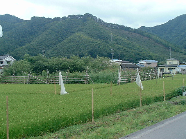 田んぼ