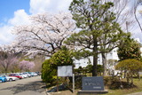 中央公民館の桜