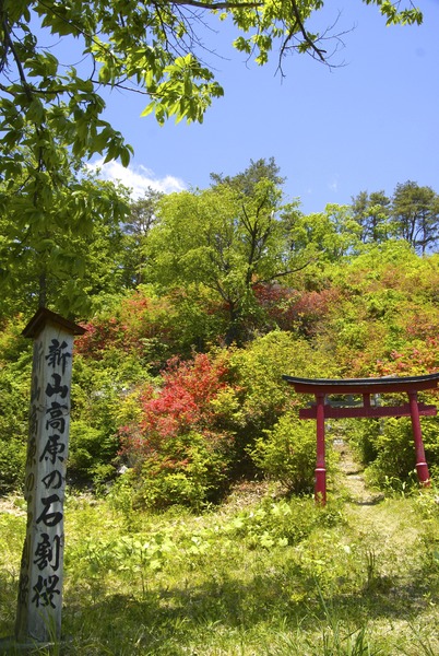 新山高原　石割桜と新山つつじ