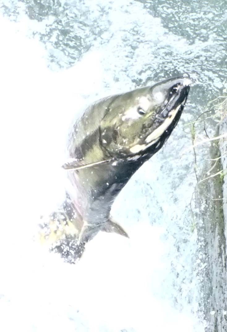 源水川を遡上する鮭 大槌応援団サイト